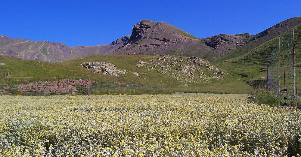 Graines de Génépi des glaciers