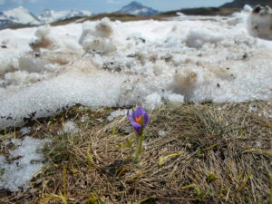 Réveil des Crocus