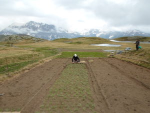 Mise en terre des plants