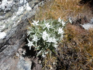 On y a également trouvé d'autres trésors... l'Edelweiss