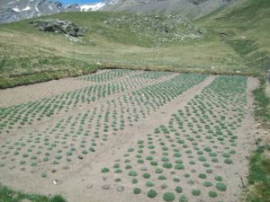 beau développement des génépis plantés en 2013