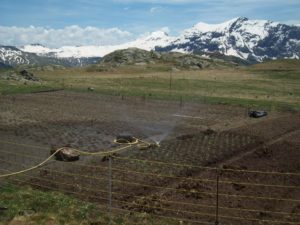 Les petits derniers bien arrosé car la terre est déjà sèche