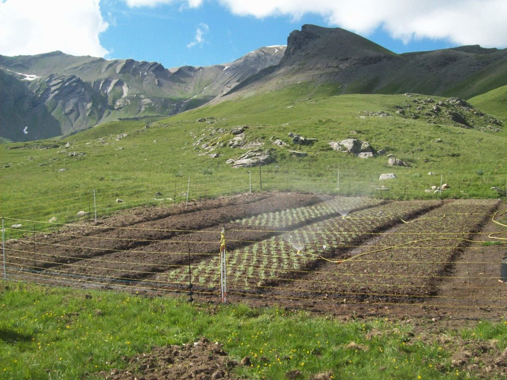 Plates bandes plantées en juin 2014