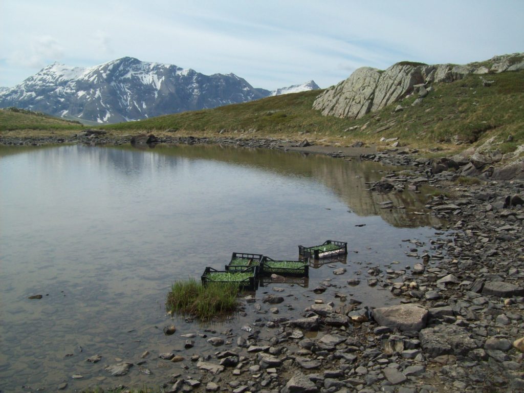 petite trempette des plants dans le lac voisin pour un bon redémarrage