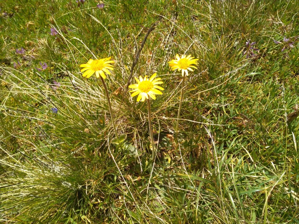 du génépi mais pas que : ici de l'arnica montana à côté de la parcelle