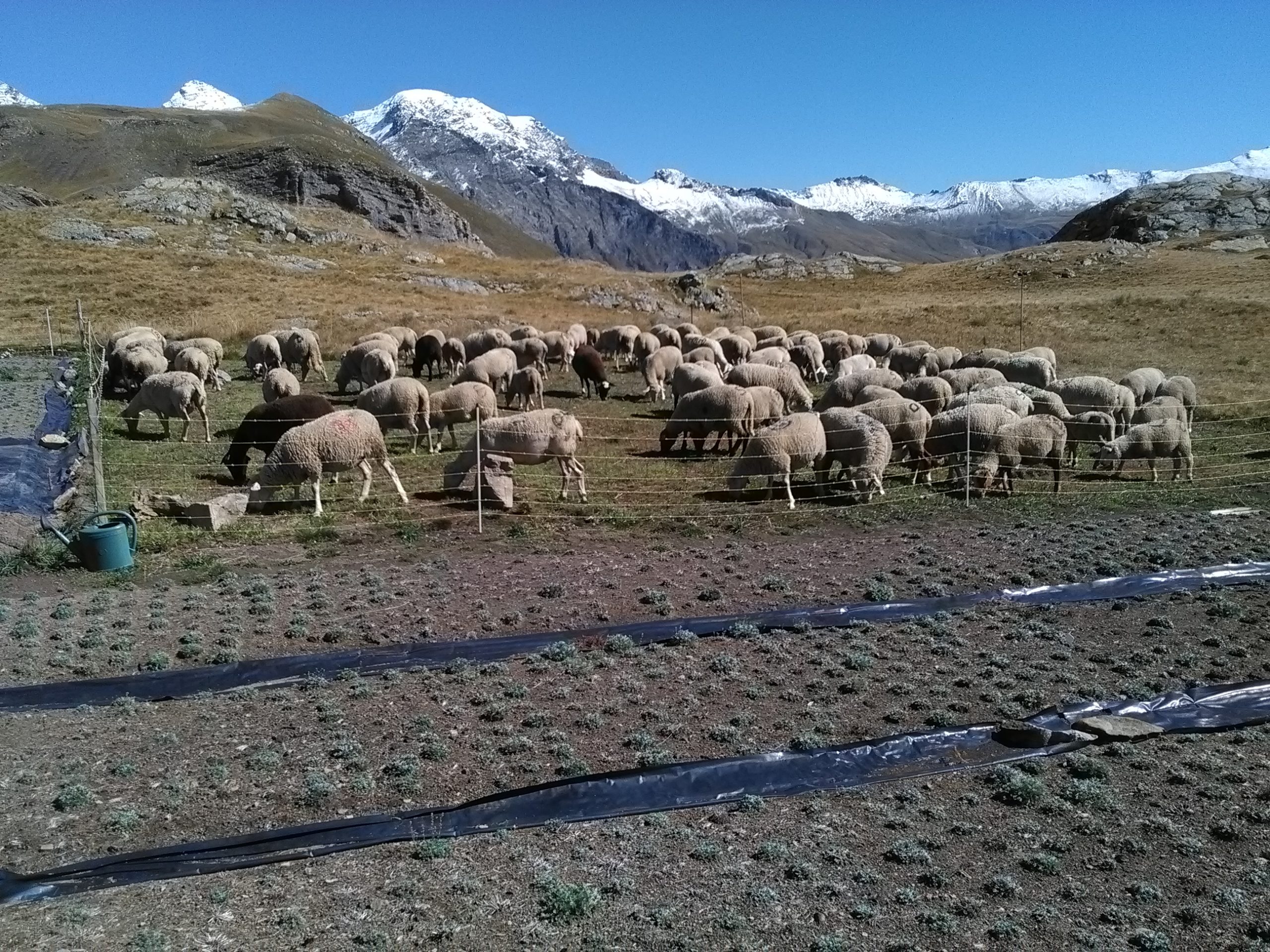 Visite du troupeau de moutons