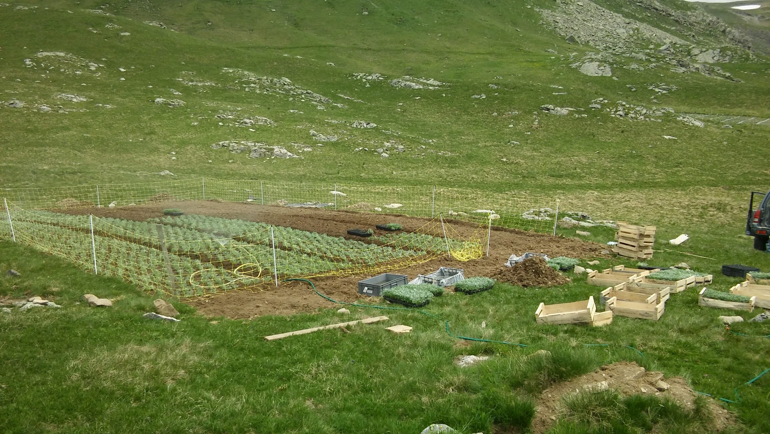 génépi05.fr - plantation en cours