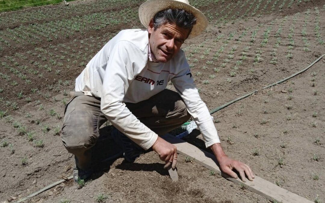 Plantation en juin
