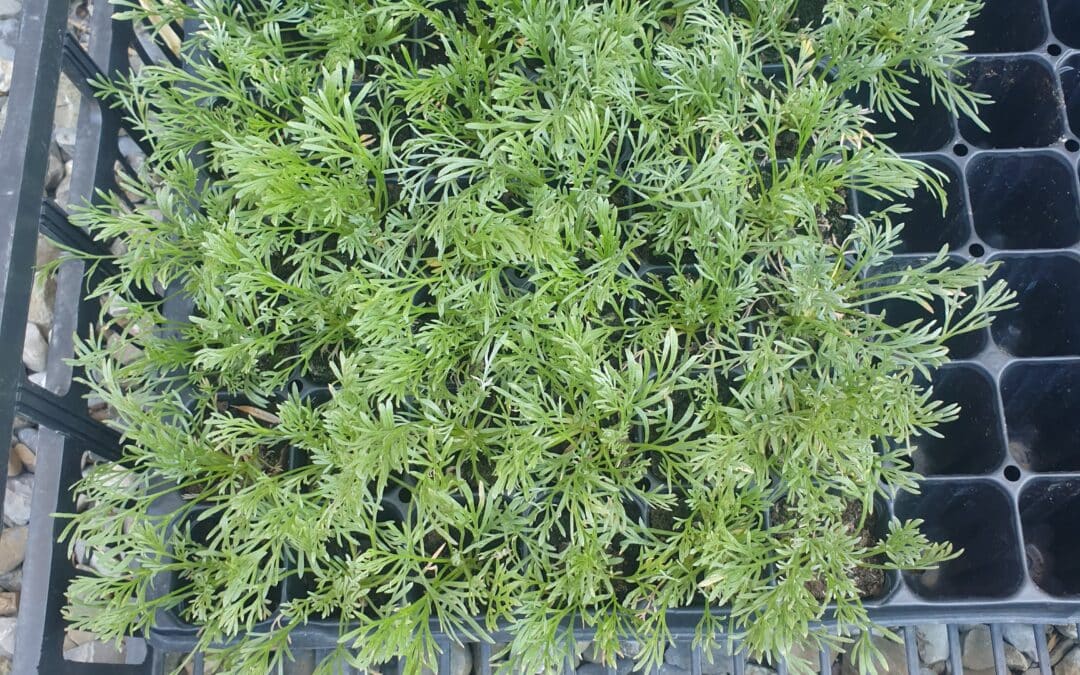 Vente de plants de génépi